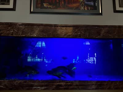 Aquarium with fishes koi gold fish and many more