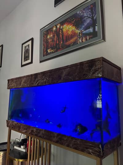 Aquarium with fishes koi gold fish and many more