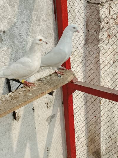 Low flyer breeder pair