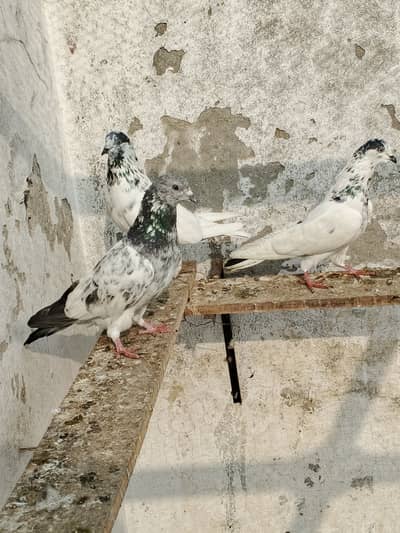 Sailkoti breeder mail