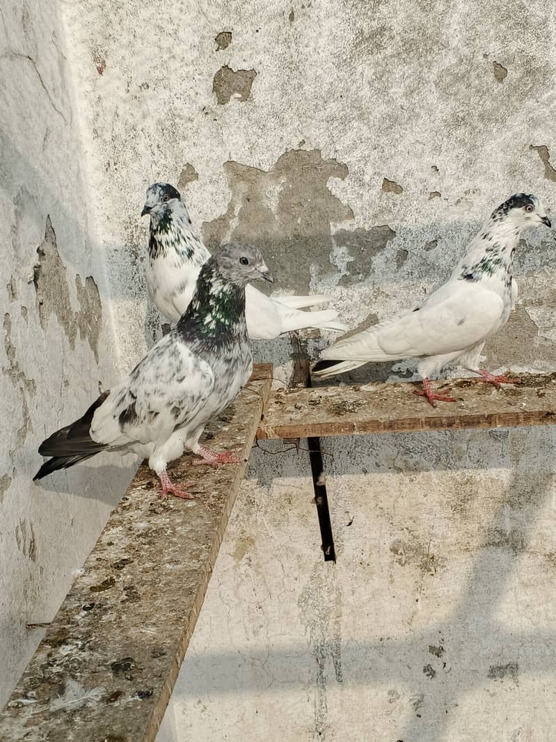 Sailkoti breeder mail 0