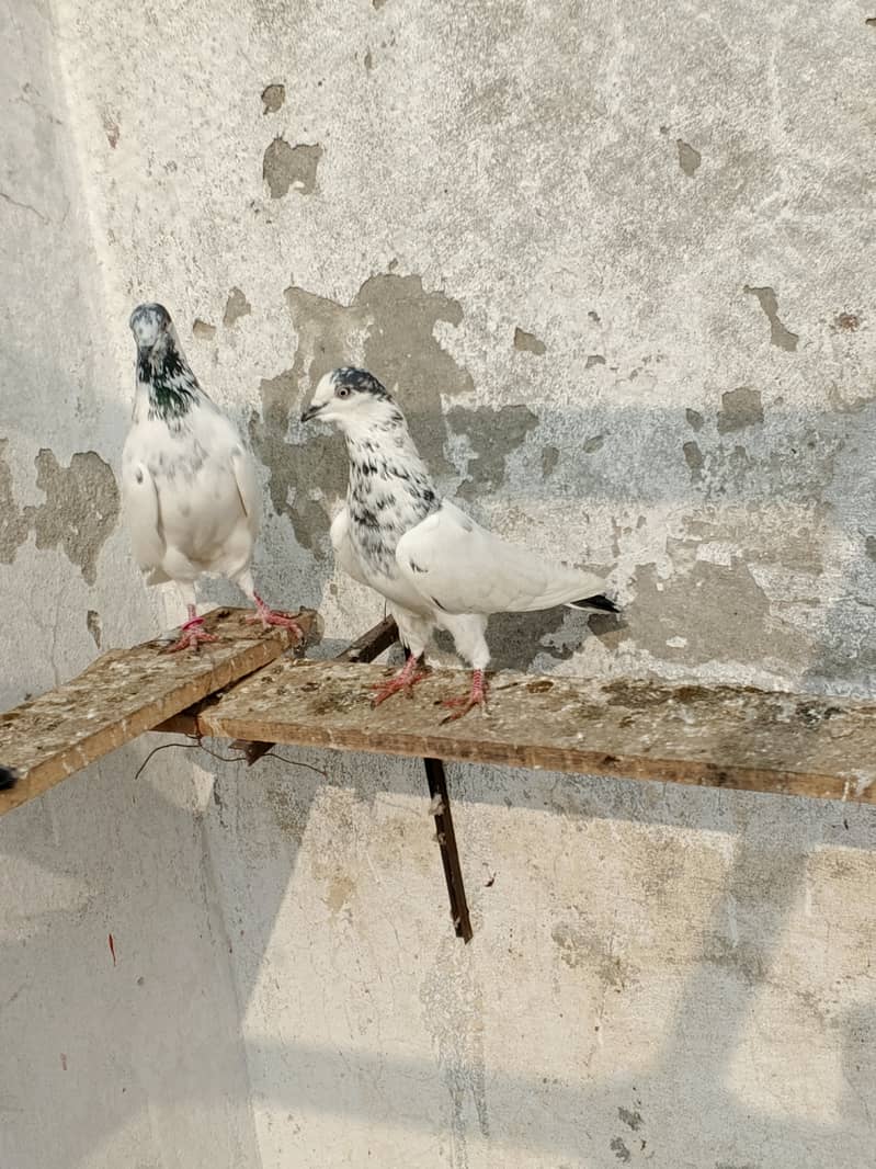 Sailkoti breeder mail 1