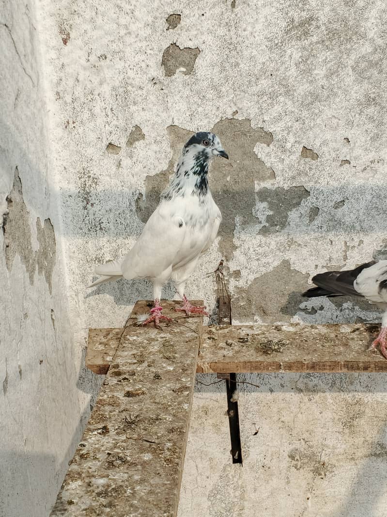 Sailkoti breeder mail 2