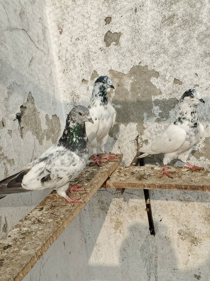 Sailkoti breeder mail 3