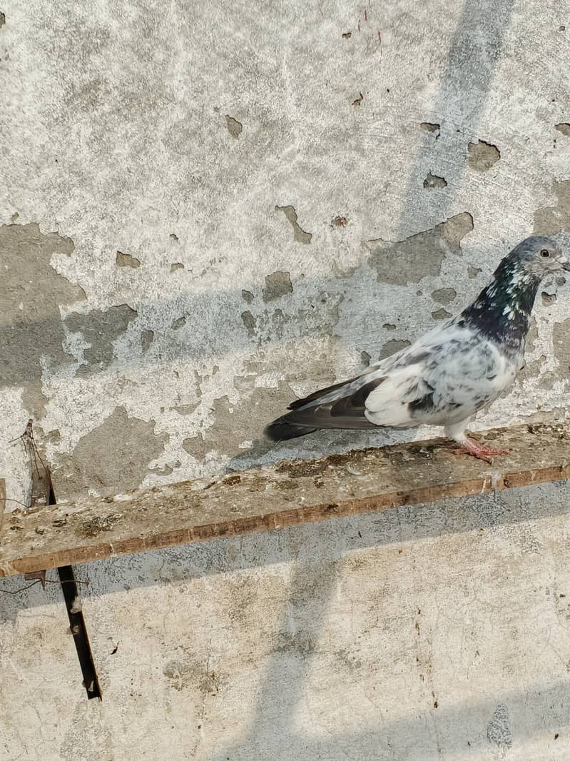 Sailkoti breeder mail 4