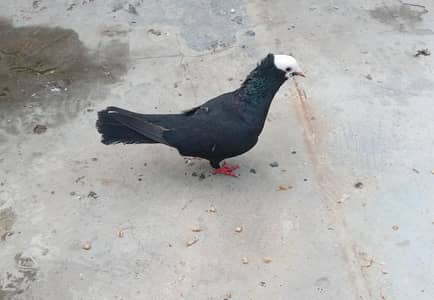 fancy pigeons for sale
