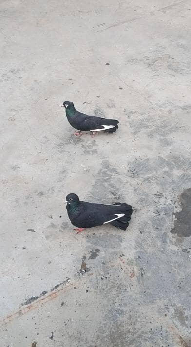 fancy pigeons for sale 1000 per