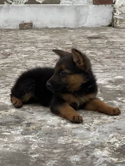 German Shepherd | Gsd for sale