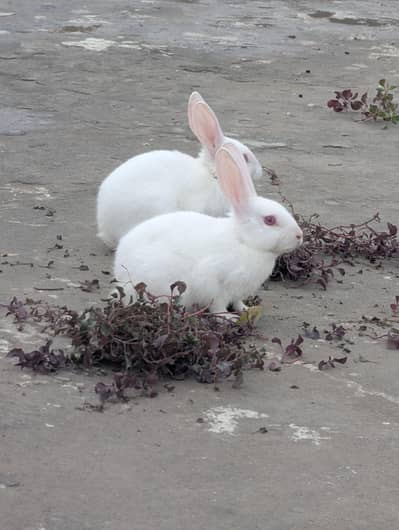 white rabbits for sale 3pcs