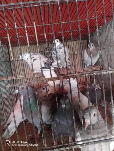 sherazi Lal Ban peshawari all pigeon only 700 par
