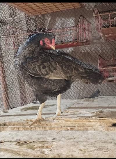 aseel murgi mianwali nasal