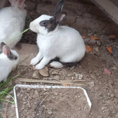 rabbits available red eye and simple