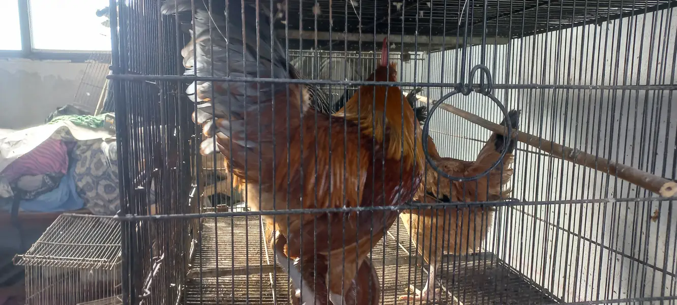 Buff • Chini Murgi • Misri Hen • All Fancy Hens – Healthy & Activ — photo 12