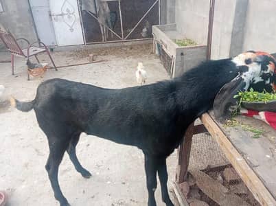 qurbani k lea Bakra 2026