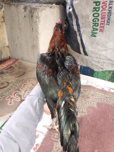 aseel lakha murga patha