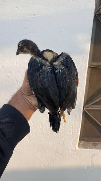 4 Aseel mushkay chuzay