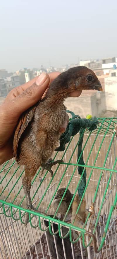 pure Dragon Aseel Chicks Black Skin