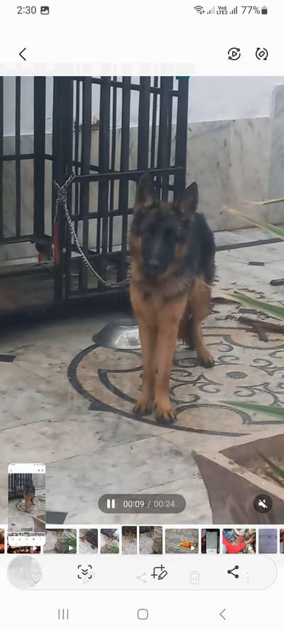 black face German Shepherd pedigree female for sale