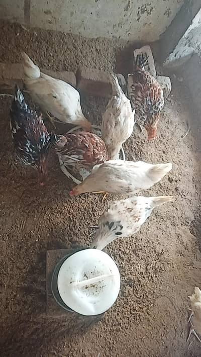 Golden Misri and Daisi Breed watsapp number 03076084605