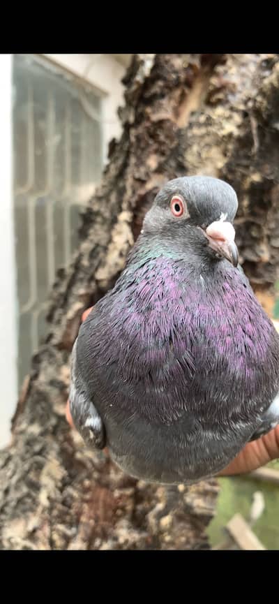 Dubwala Jora, batera Jora, teddy pathay, neela teddy male