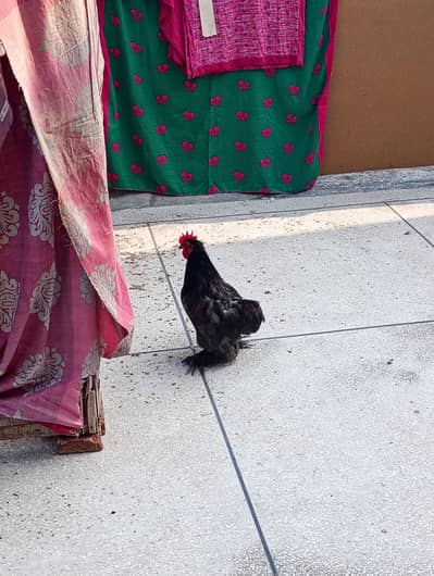 blue bantem for sale