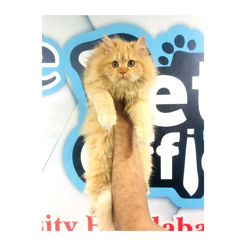cash on  delivery Persian Punch face triple coat cat Kitten — photo 4