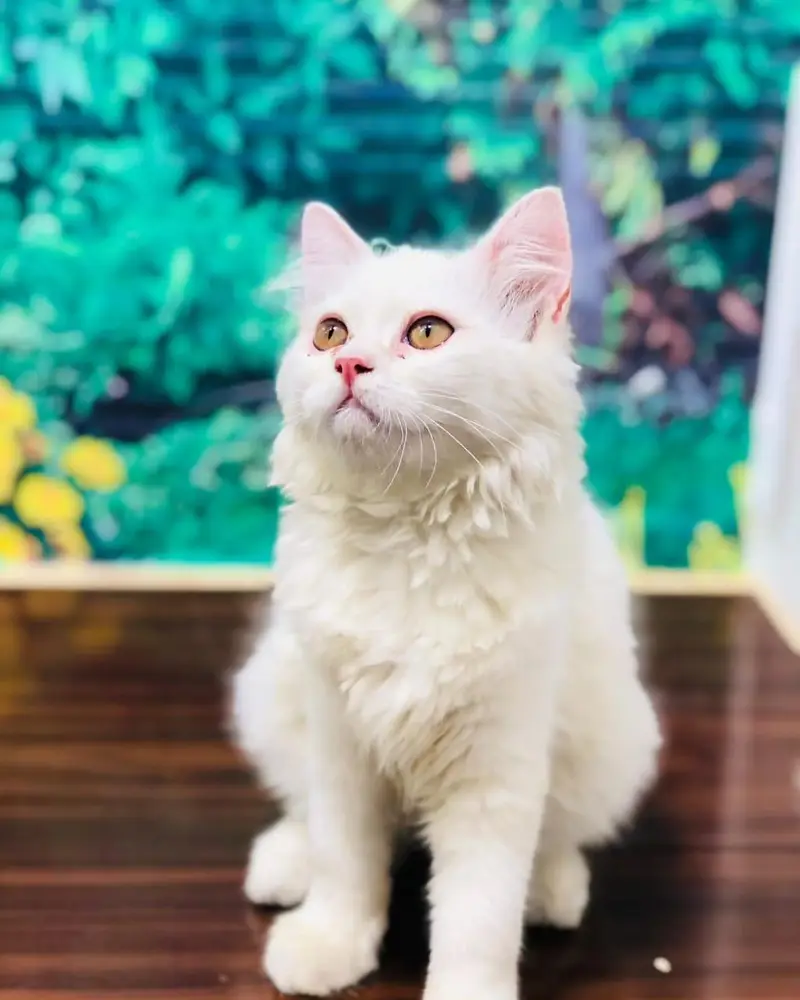 cash on  delivery Persian Punch face triple coat cat Kitten — photo 9