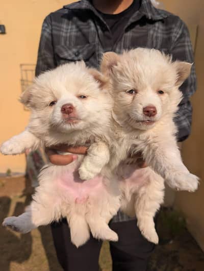 Pure Russian breed Top notch quality