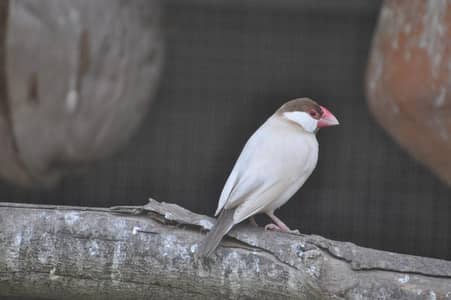 fawn jawa bird beautifull  finches