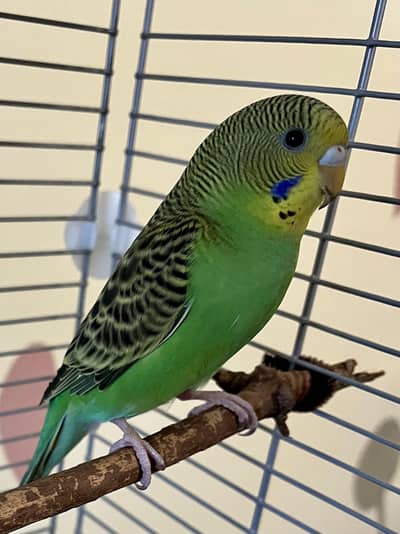 budgie