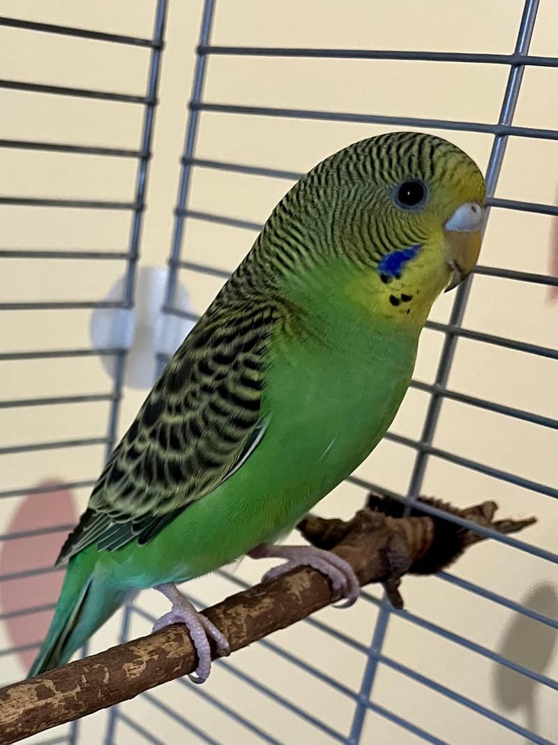 budgie 0