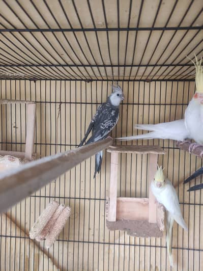 Parrot/ Cockatiels pair for sale.