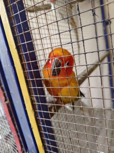 sun conure adult male for sale age 4 year + ha full active ha
