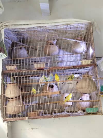 3 albino red aye k pair h or 5 pair bajrii k h cage k sat sub ek sat