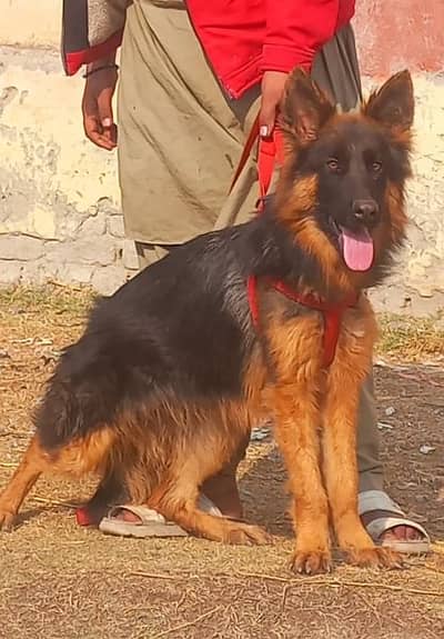pure garman shepherd long caot female 5 month for sale