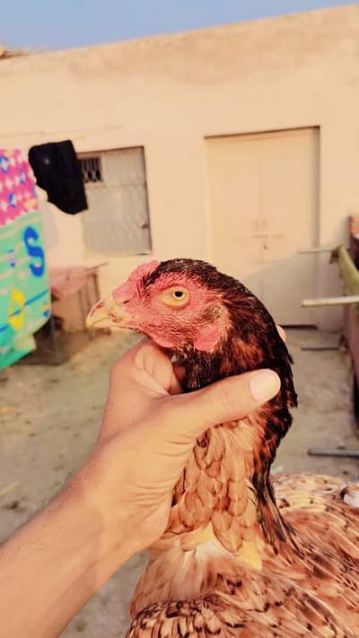 pure miyawali aseel hens and chiks for sale