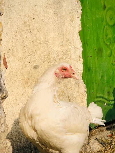 confirm garented Hira 2fimle or 2 pathy