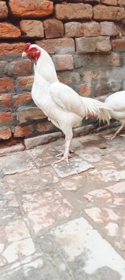 heigh quality breader pair for sale