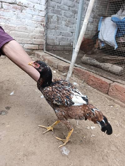 Aseel murgi /مرغی