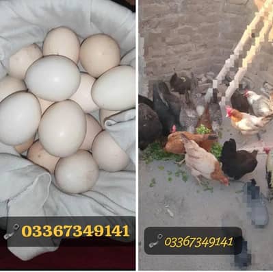 Desi eggs Ghar ki Hens ka organic fresh eggs available. . . 03367349141