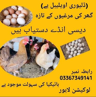 Desi eggs Ghar ki Hens ka organic fresh eggs available. . . 03367349141