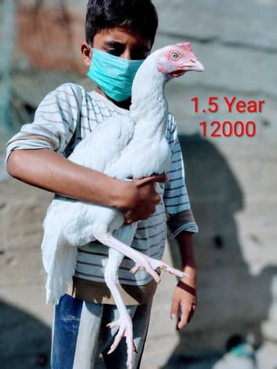 Paper White Heera Madiian and Lassani Chitpara Male Mushki Madi