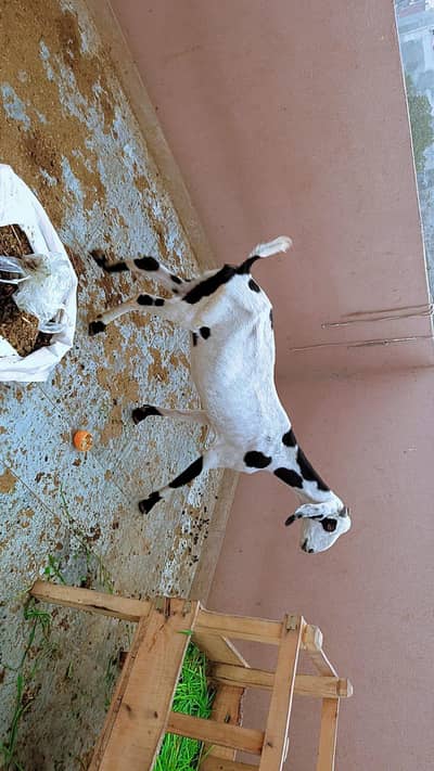 Desi Bakari bachy wali