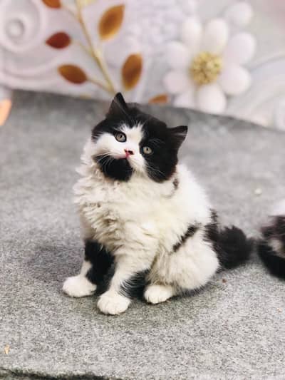 home deliverey availab parshion triple cote kitten cat male and female