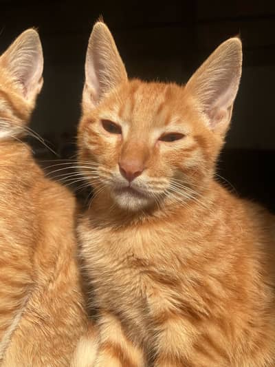 Orange kitten male
