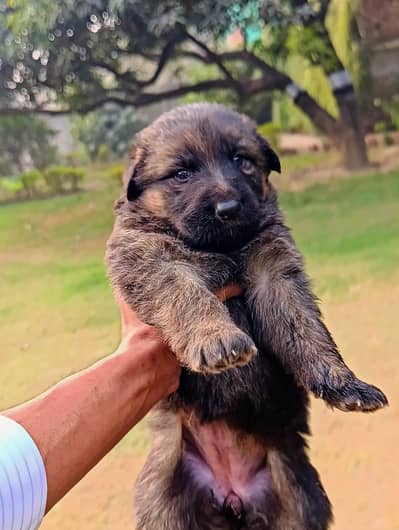 German Shepherd Puppies