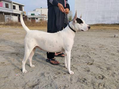 Gultair  female forsale .