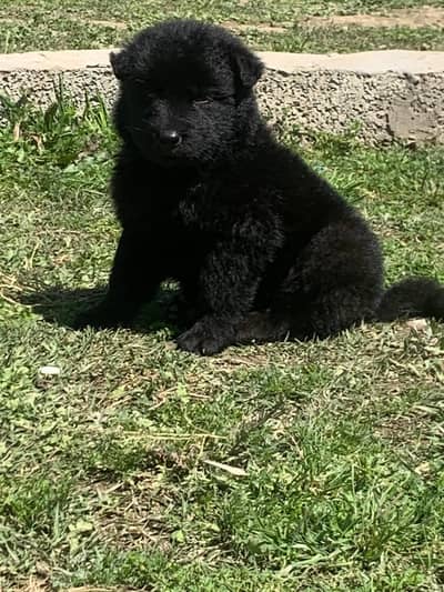 Black German Shepherd Long Coat Male Puppy For Sale