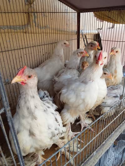 Buff Pathey For Sale, Per Piece 1,999 R. S Final