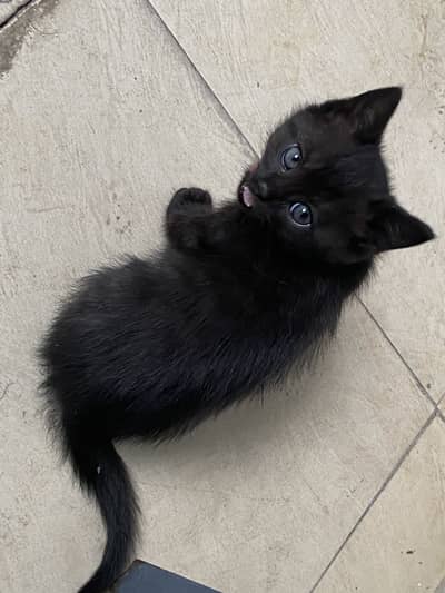 Double Coat Fluffy Kittens for Sale – 45 Days Old